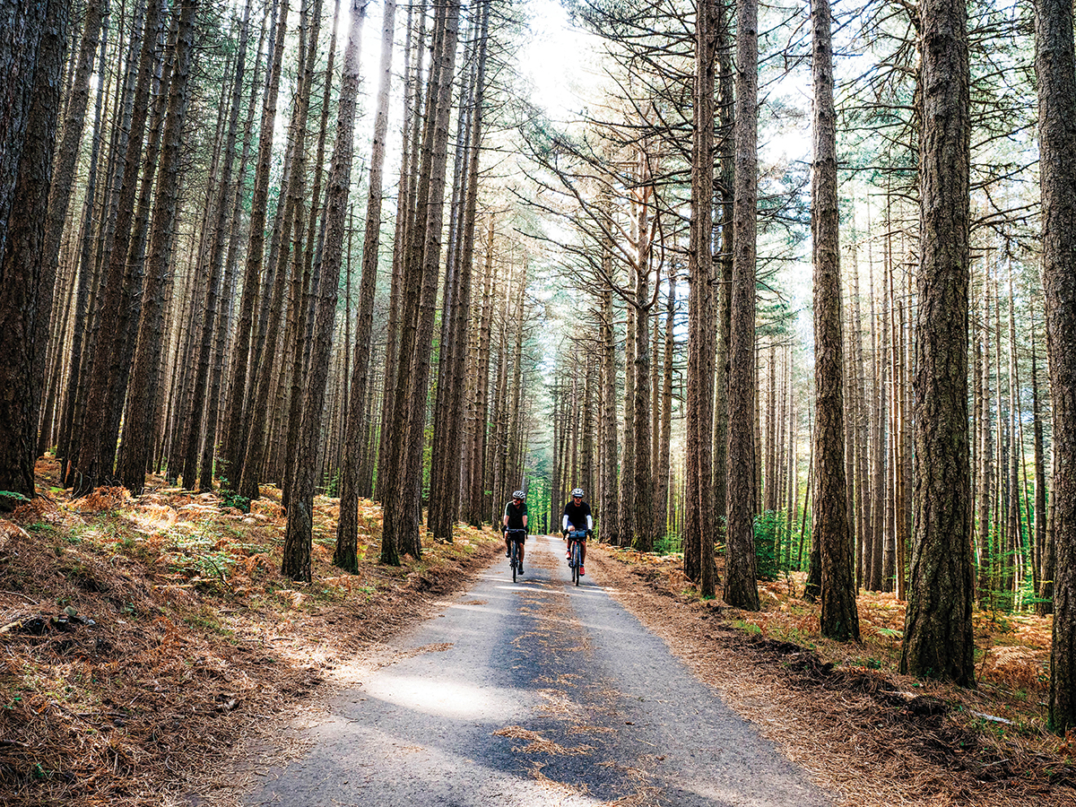 Companions riding in a forest.