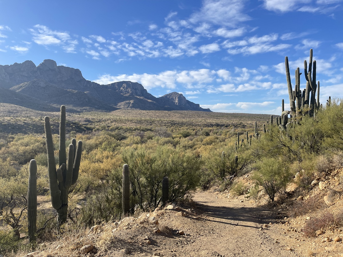 Jubilee in the Desert